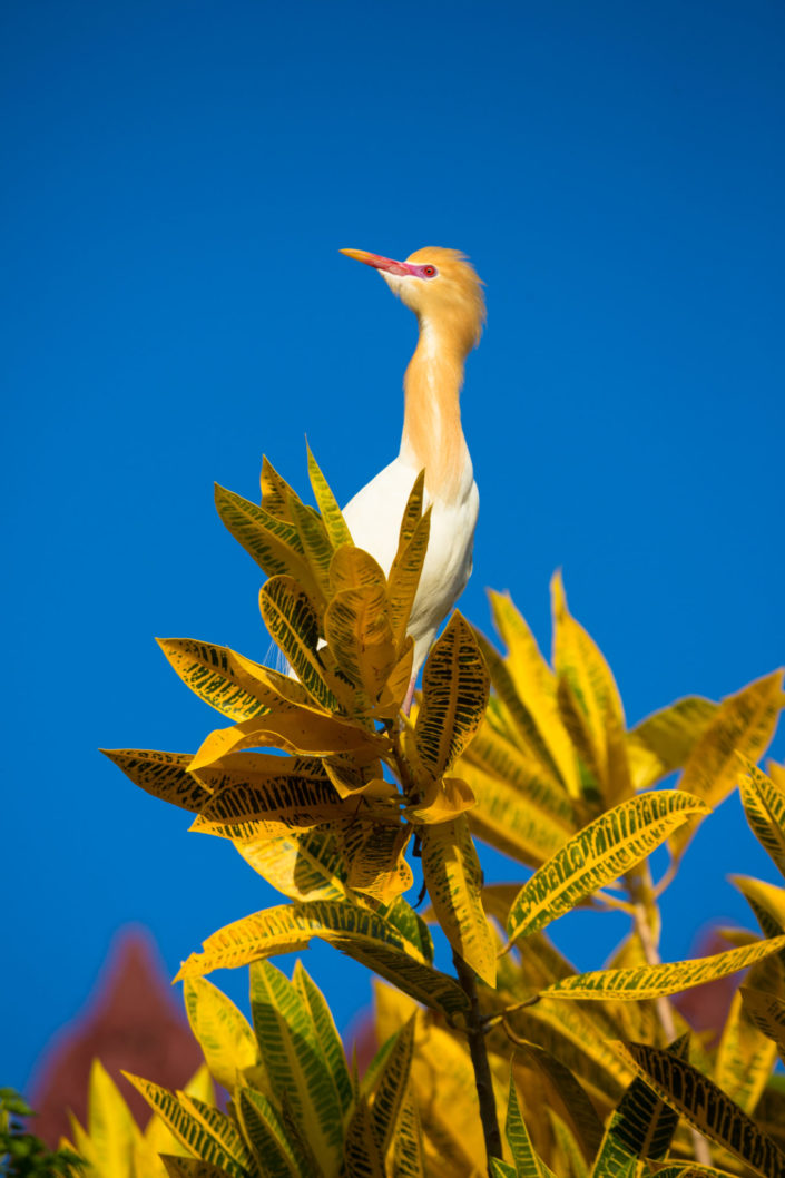 Perched white heron – Bali, Indonesia