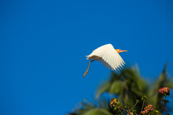 Flying white heron – Bali, Indonesia