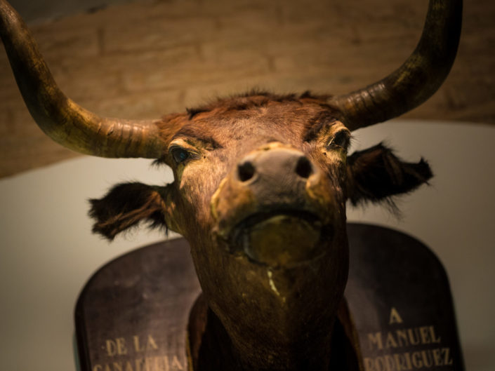 Mounted Bull Head – Seville, Spain