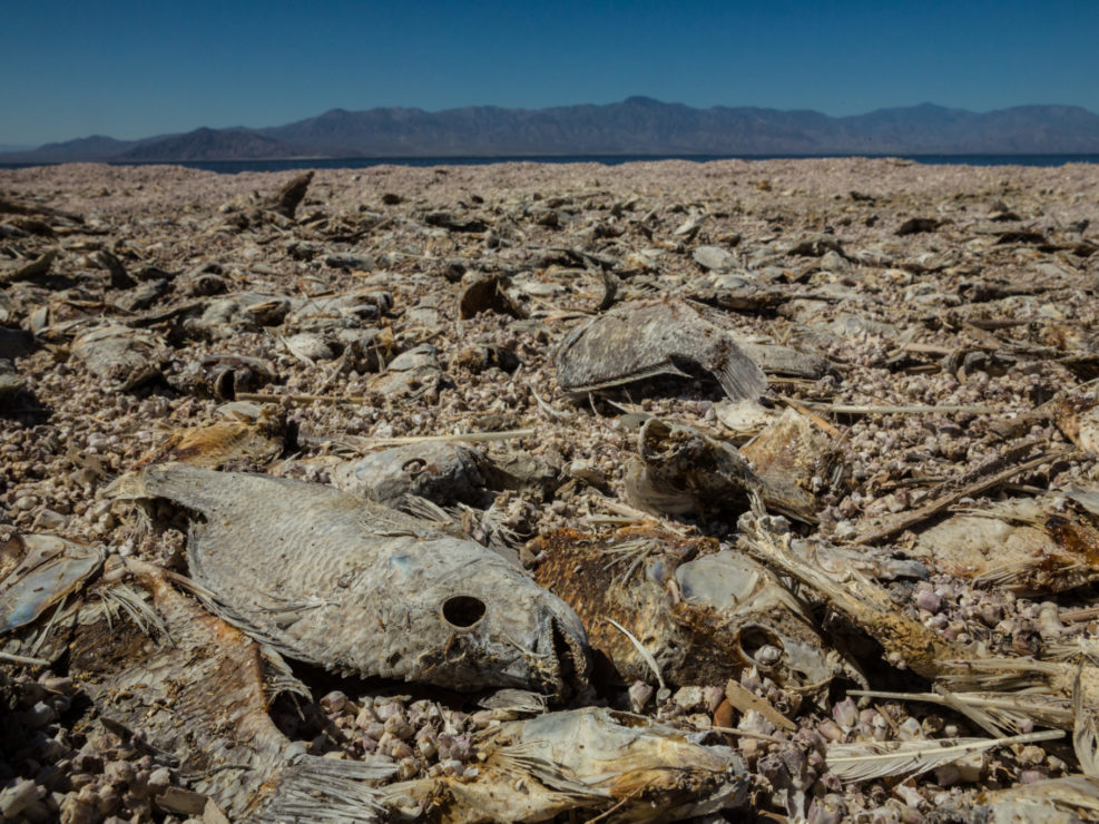 Dead fish at Salton Sea