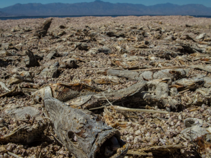 Dead fish at Salton Sea