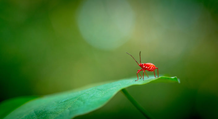 Red bug macro