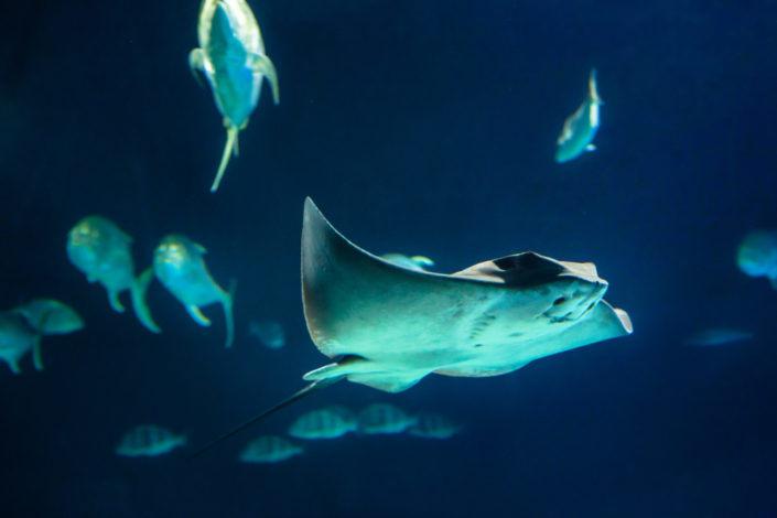 Manta Ray – Cephalopterus manta