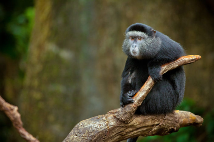 Blue Monkey – Cercopithecus