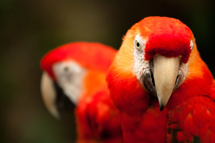 Two Scarlet Macaws – Ara macao