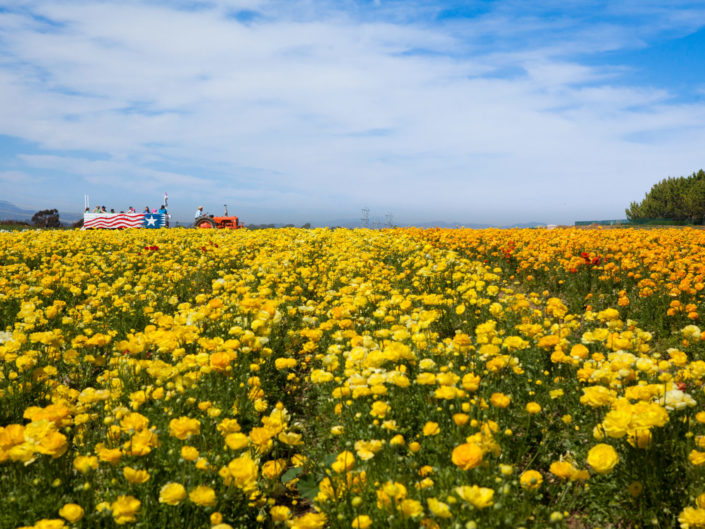 Flower Field – Carlsbad, California, USA