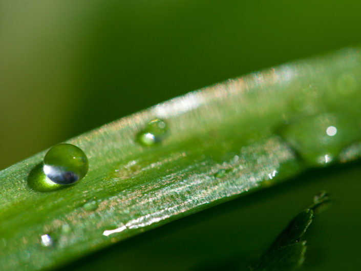 Grass macro with Dew Drop