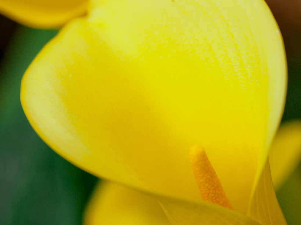 Yellow Arum Lily – Zantedeschia elliottiana