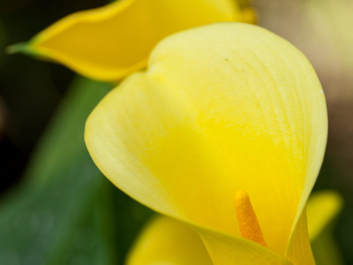 Yellow Arum Lily – Zantedeschia elliottiana