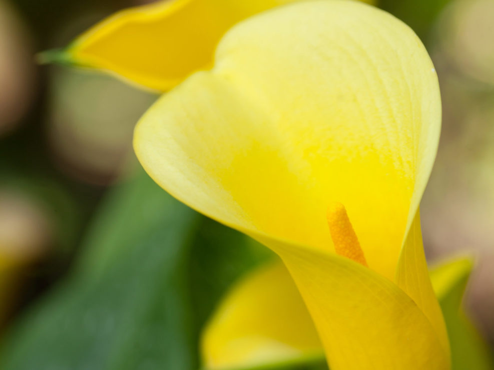 Yellow Arum Lily – Zantedeschia elliottiana