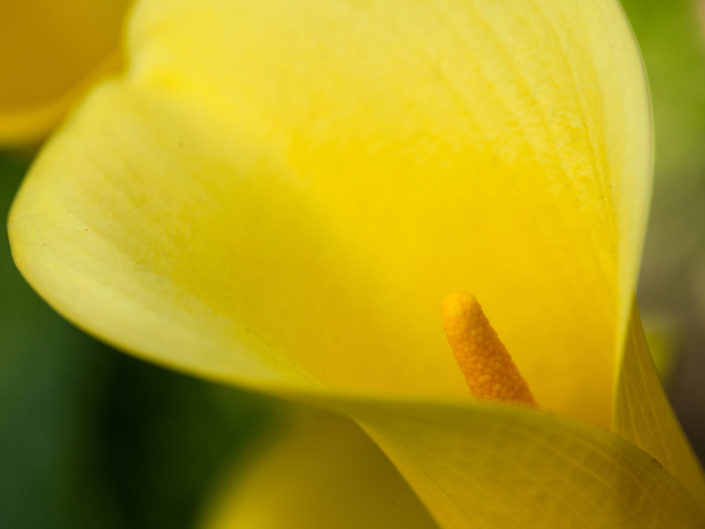 Yellow Arum Lily – Zantedeschia elliottiana