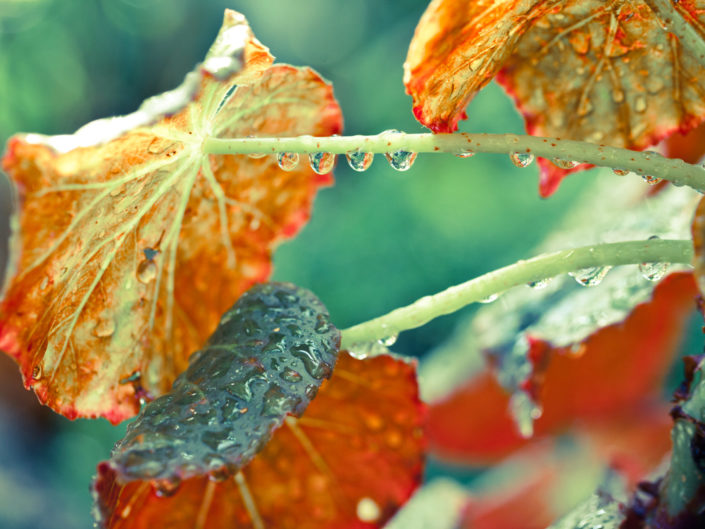 Orange Leaf Macro with Dew Drops