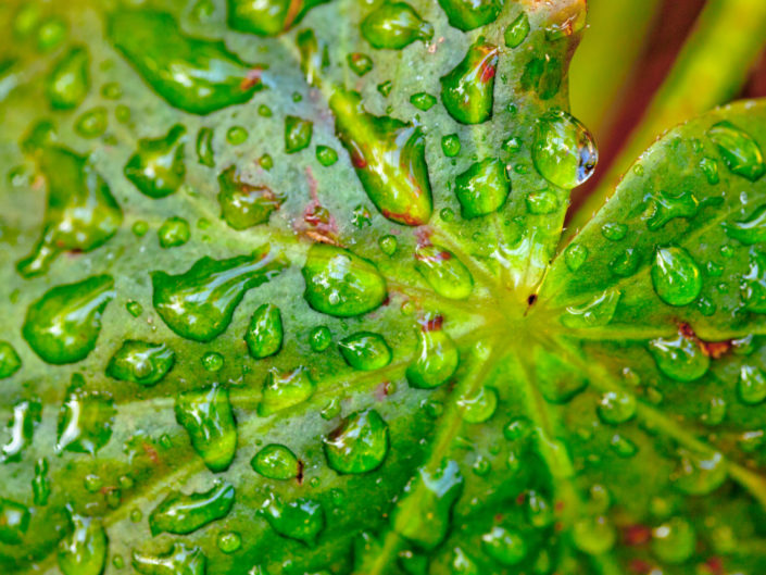 Green Leaf Macro with Dew Drops