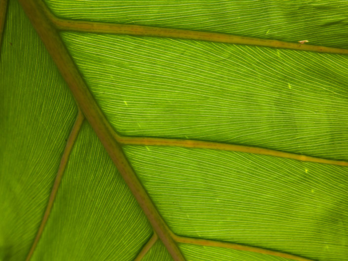 Green Leaf Vein Macro