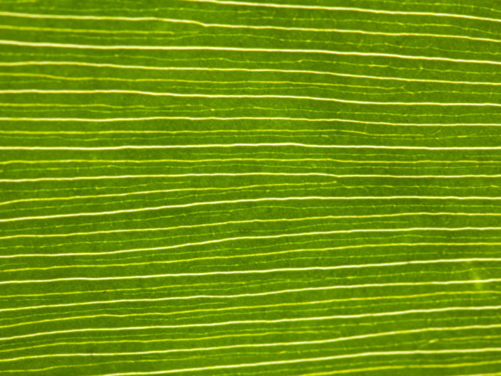 Green Leaf Vein Macro