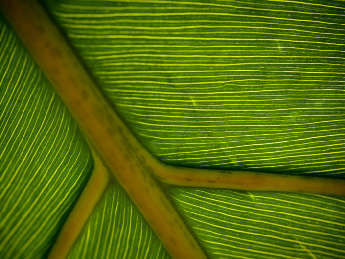 Green Leaf Vein Macro