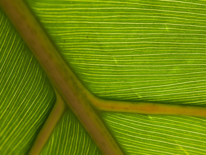 Green Leaf Vein Macro