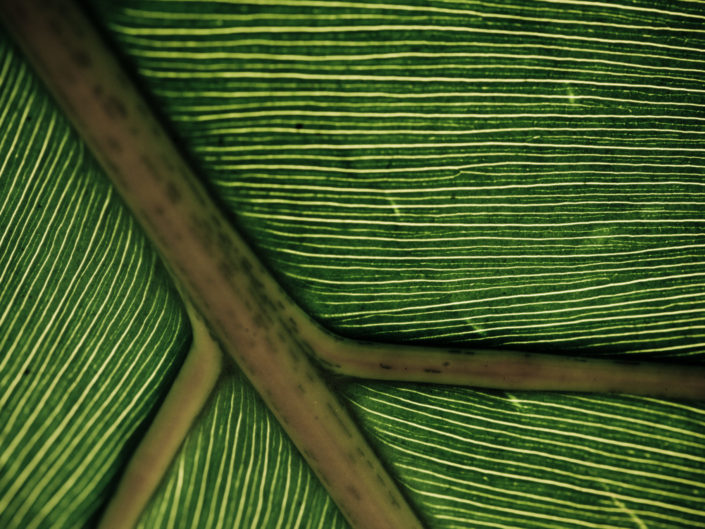 Green Leaf Vein Macro