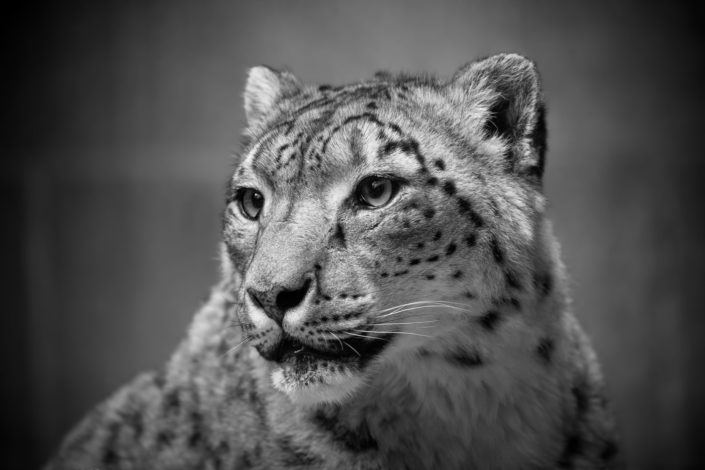 Snow leopard portrait black & white