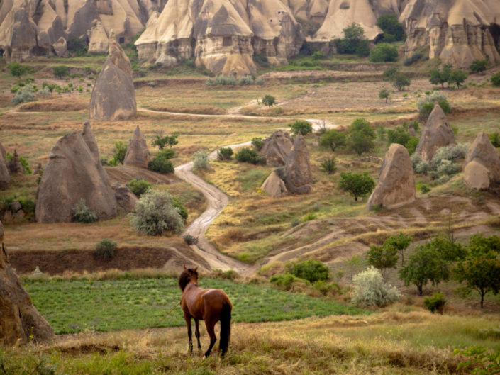 Horse in Cappadocia, Turkey