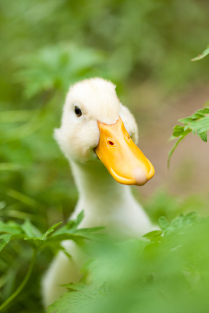 Closeup of Duck