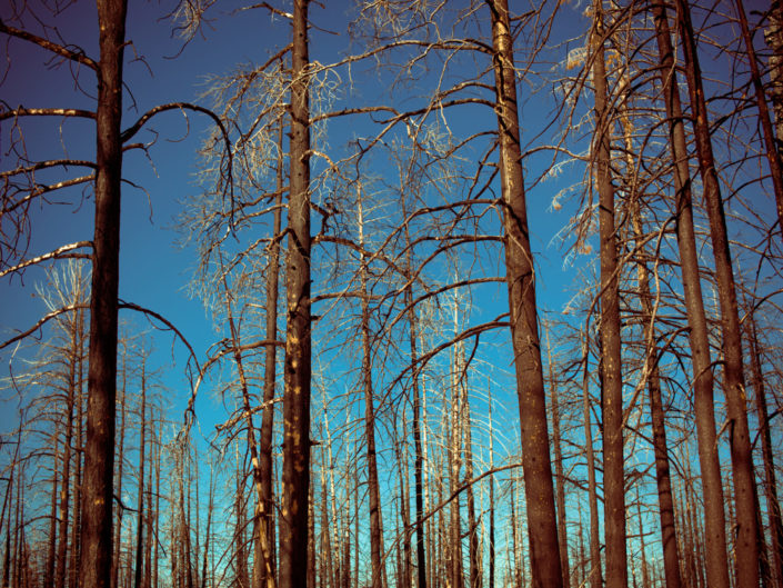 Bryce Canyon Forest in Winter – Utah, USA