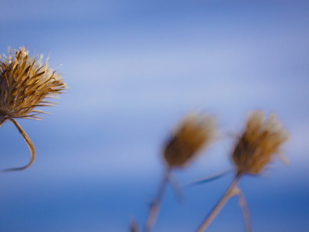 Dead Flower in Winter