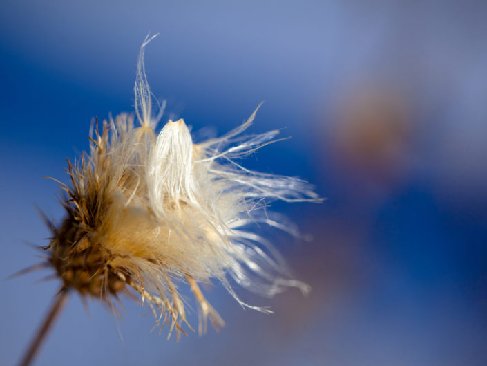 Dead Flower in Winter