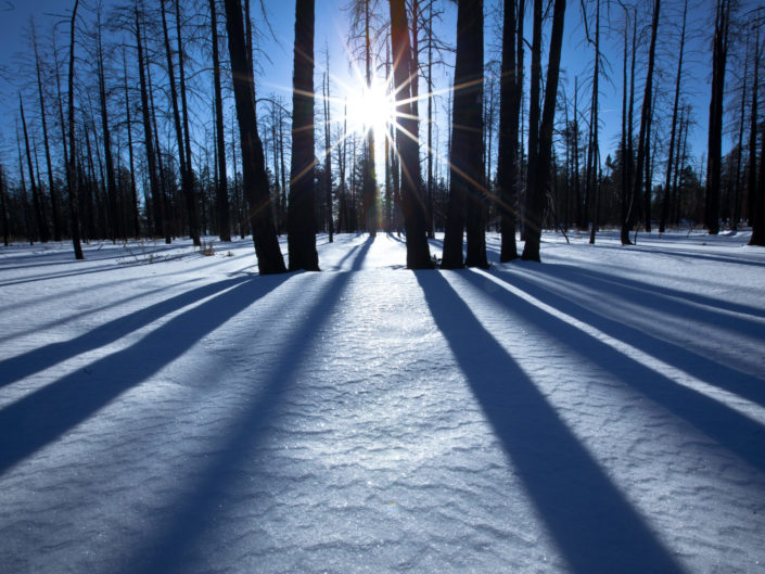 Bryce Canyon Forest in Winter – Utah, USA