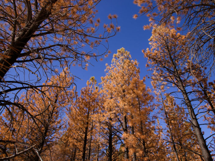 Bryce Canyon Forest in Winter – Utah, USA