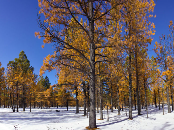 Bryce Canyon Forest in Winter – Utah, USA