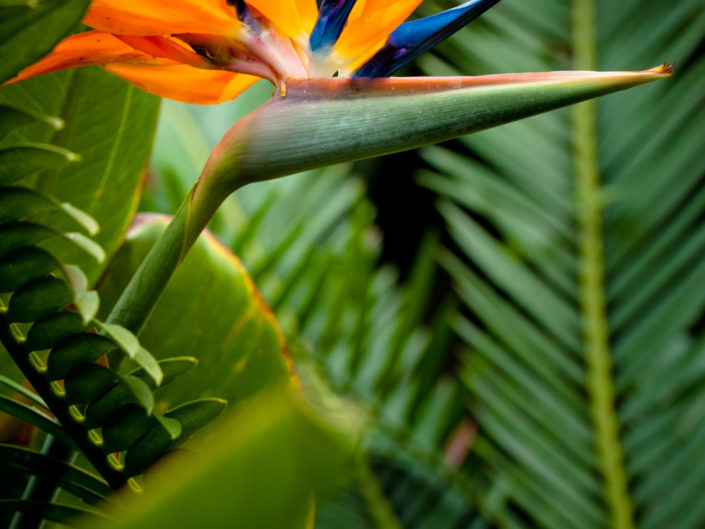 Bird of Paradise Flower