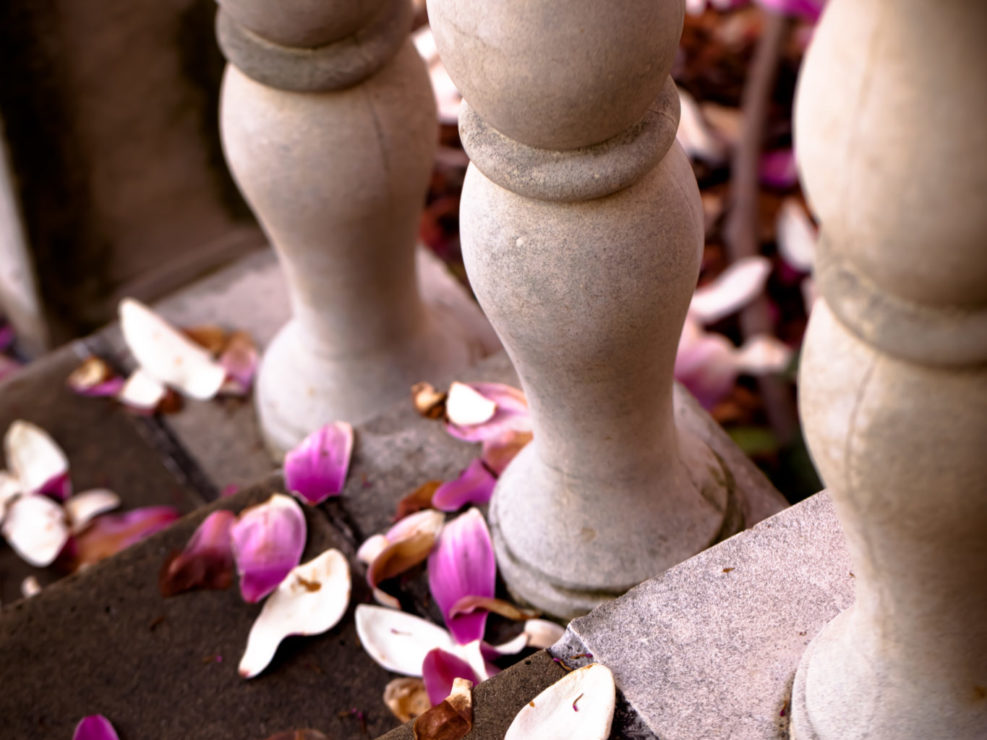 Magnolia Petals on Stairway