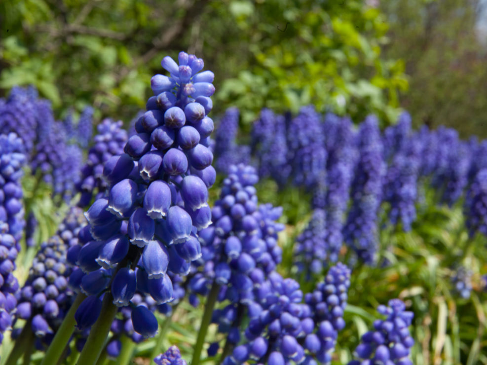 Muscari armeniacum ‘Armenian Grape-Hyacinth’