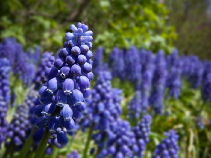 Muscari armeniacum ‘Armenian Grape-Hyacinth’