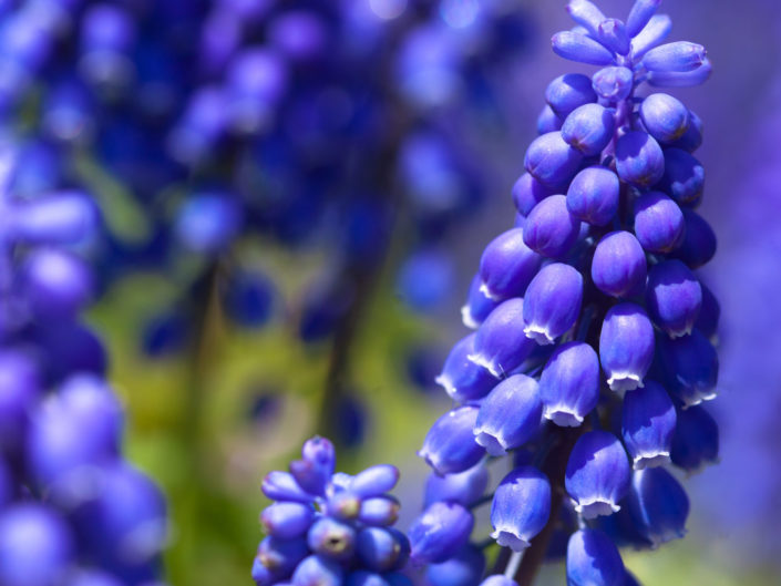 Muscari armeniacum ‘Armenian Grape-Hyacinth’