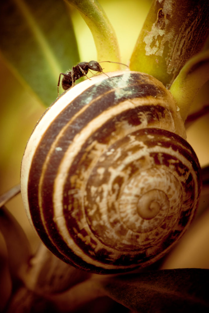 Ant on Snail Shell