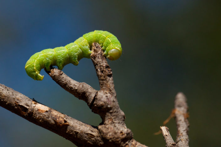 Green Caterpillar Macro