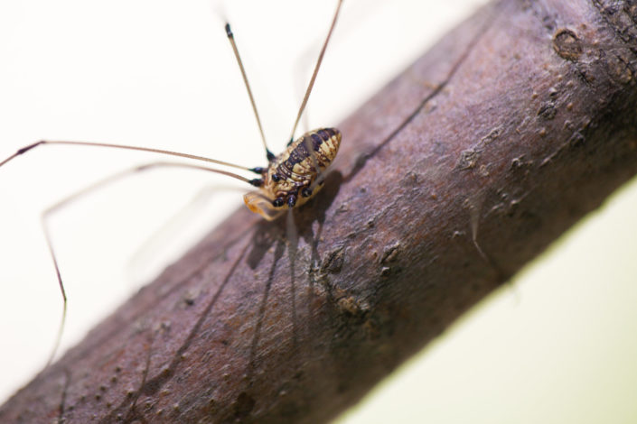 Daddy Long Legs – Opiliones