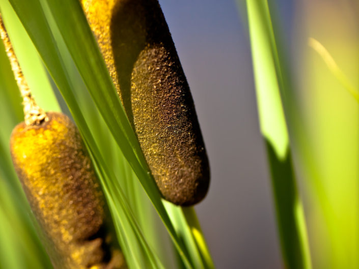 Cattails