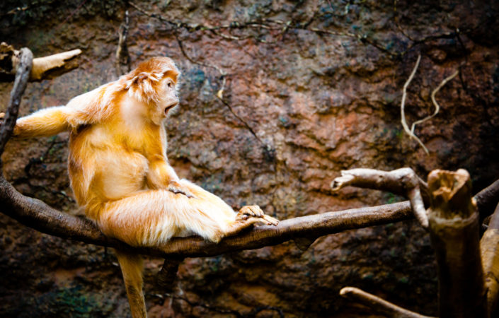 Ebony Langur