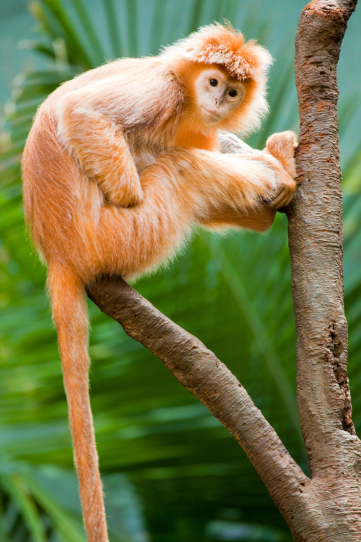 Ebony Langur