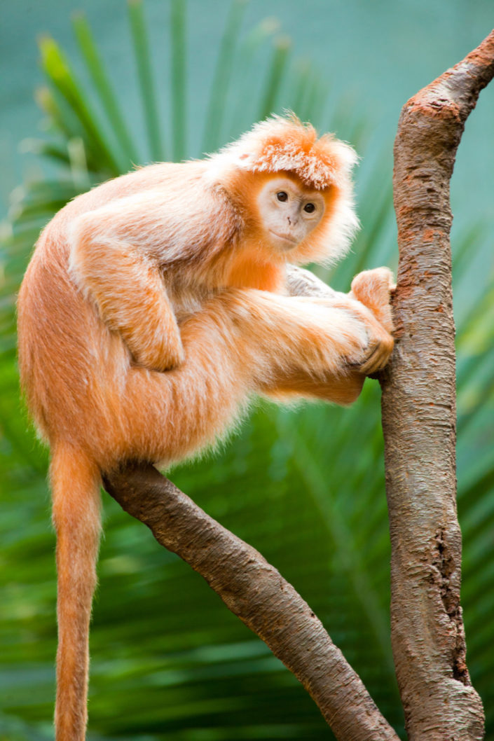 Ebony Langur