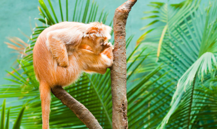 Ebony Langur