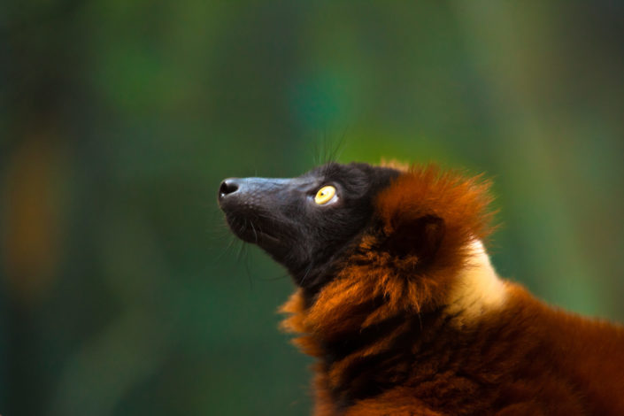 Red-Ruffed Lemur