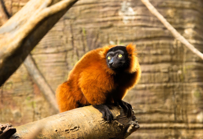 Red-Ruffed Lemur