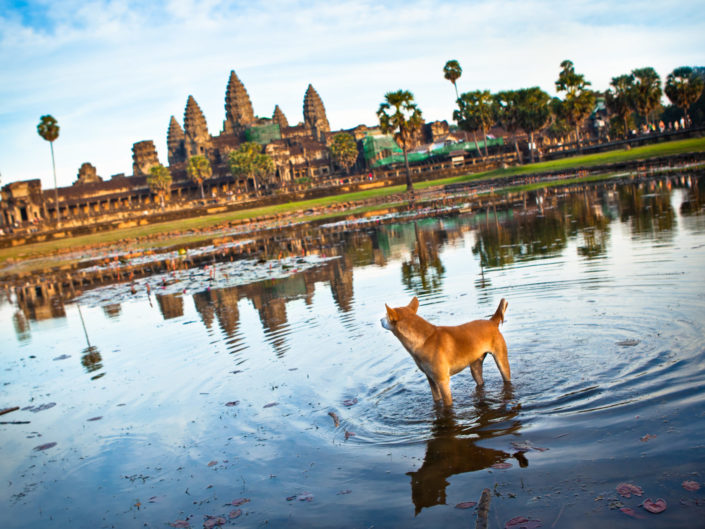 Angkor Wat Dog – Cambodia