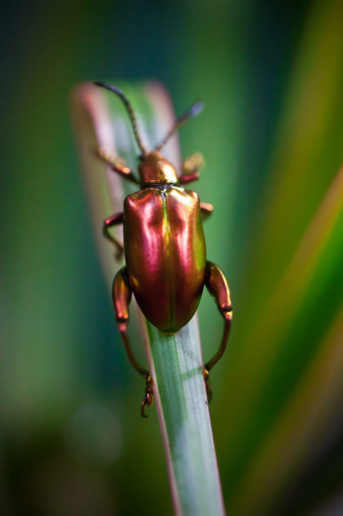 Dogbane Leaf Beetle – Chrysochus auratus