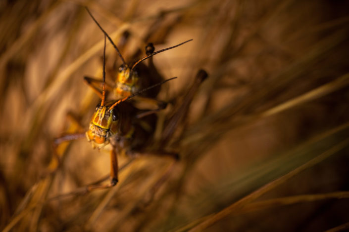 Two Grasshoppers Mating