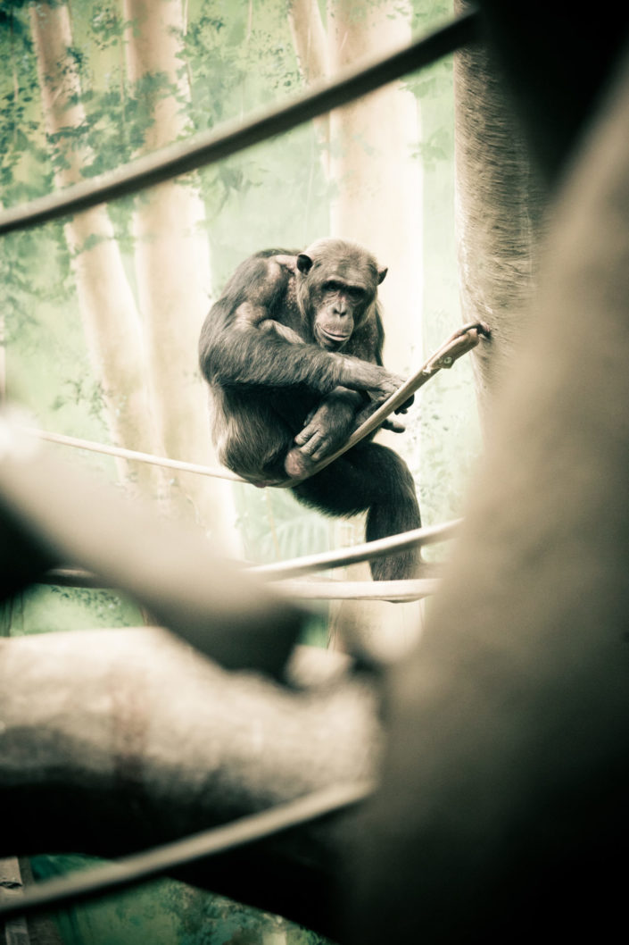 Chimpanzee Sitting on Branch